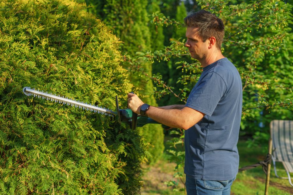 Trimming and maintaining garden hedges and trees